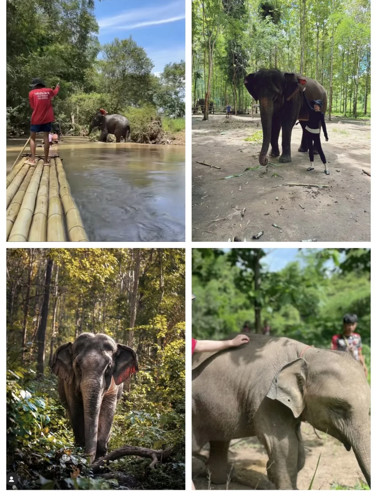 Sanctuaire Elephant Jungle