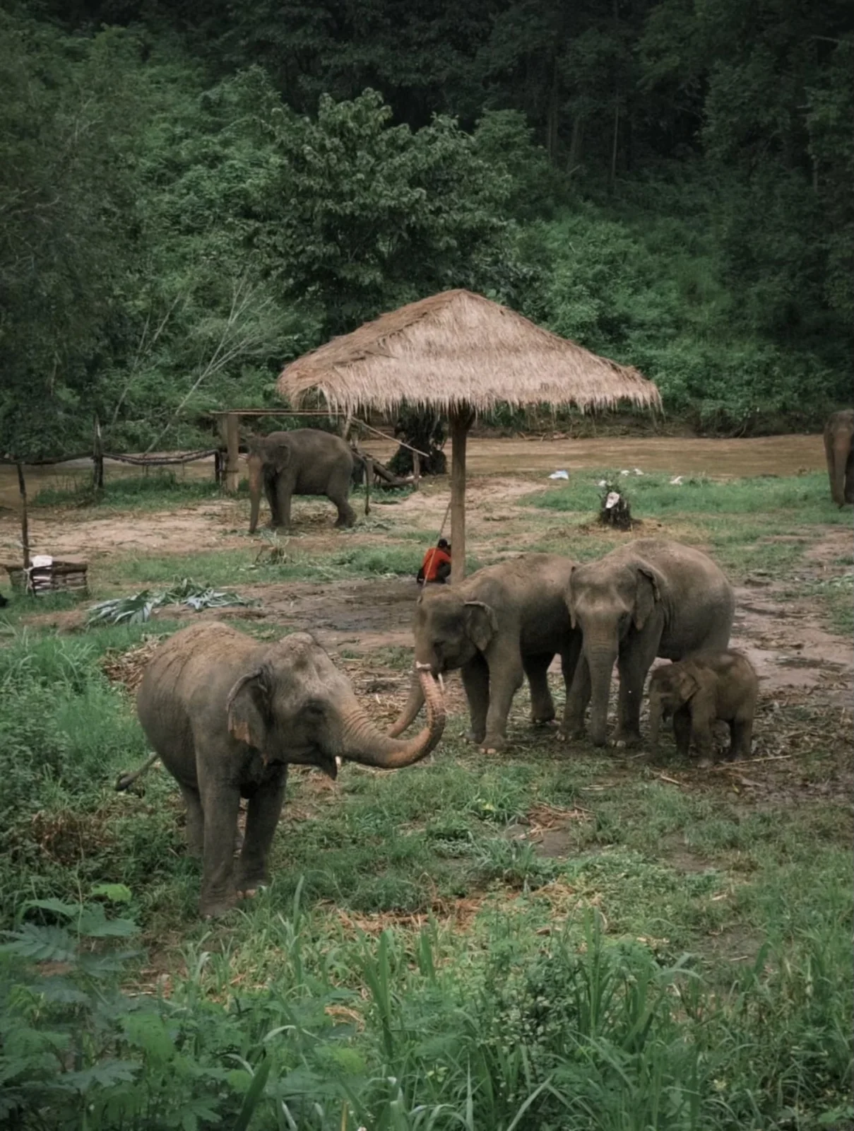 Sanctuaire Elephant Jungle