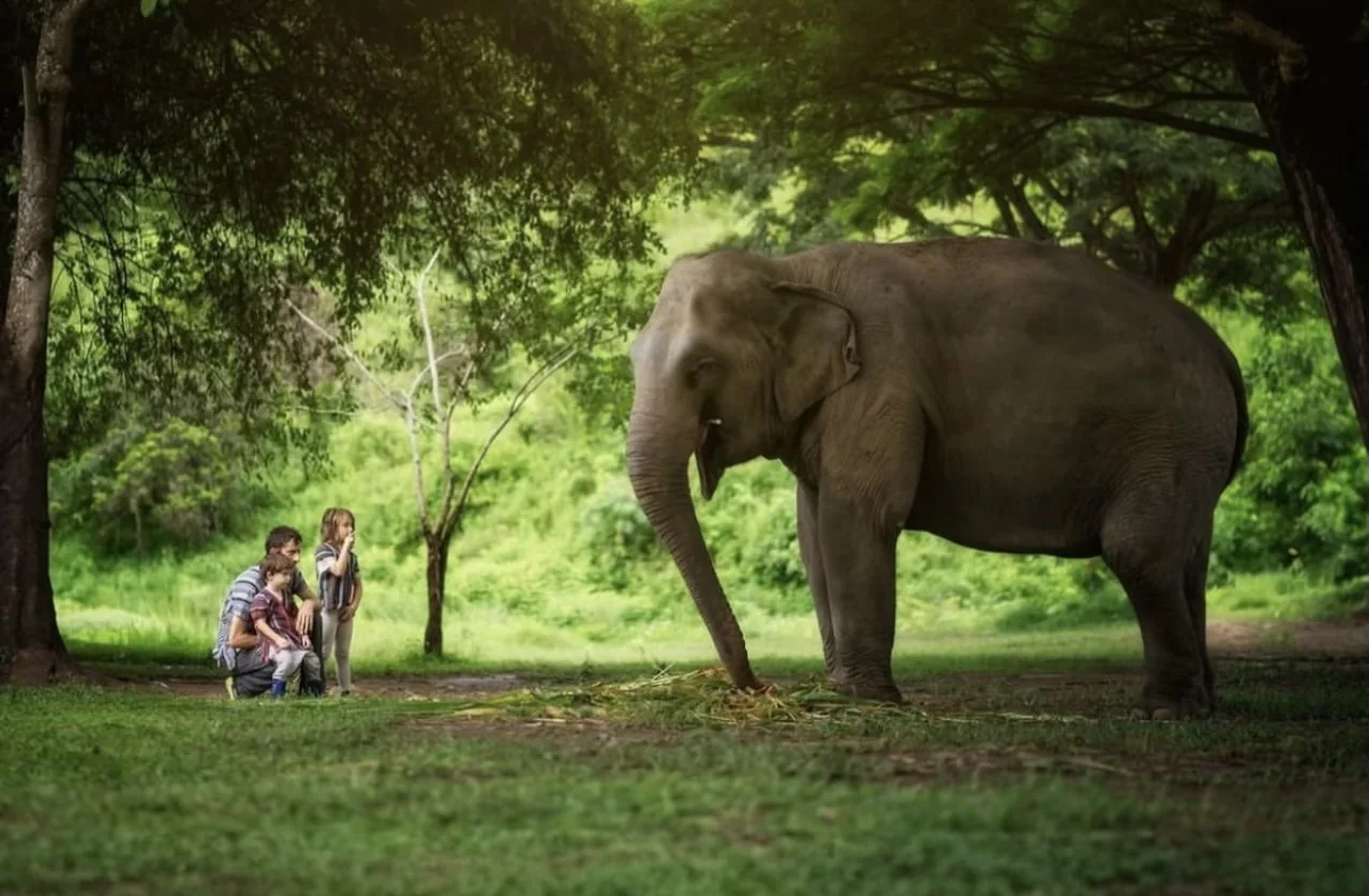 Sanctuaire Elephant Jungle